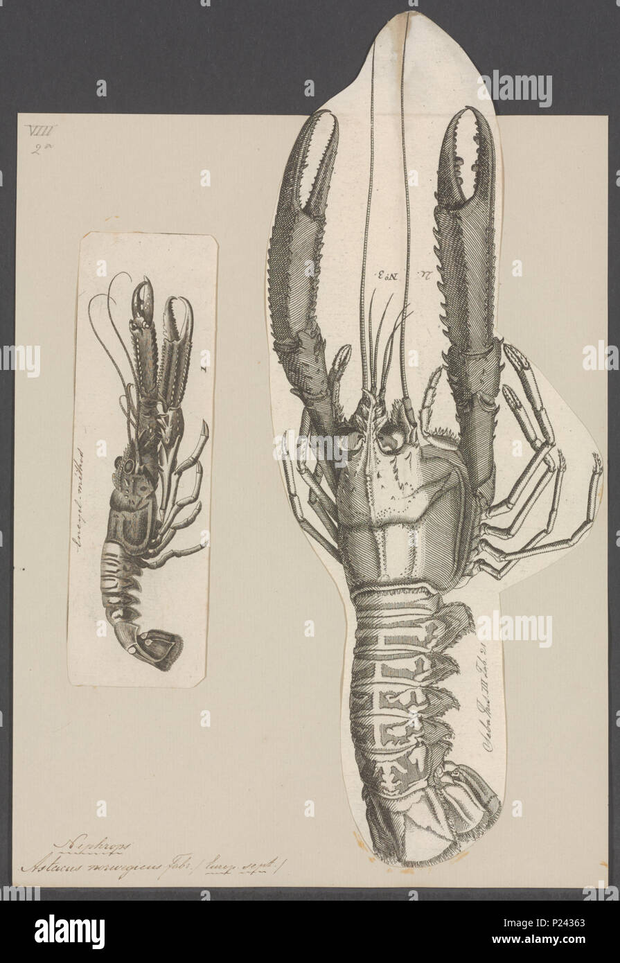 Nephrops norvegicus hi-res stock photography and images - Alamy