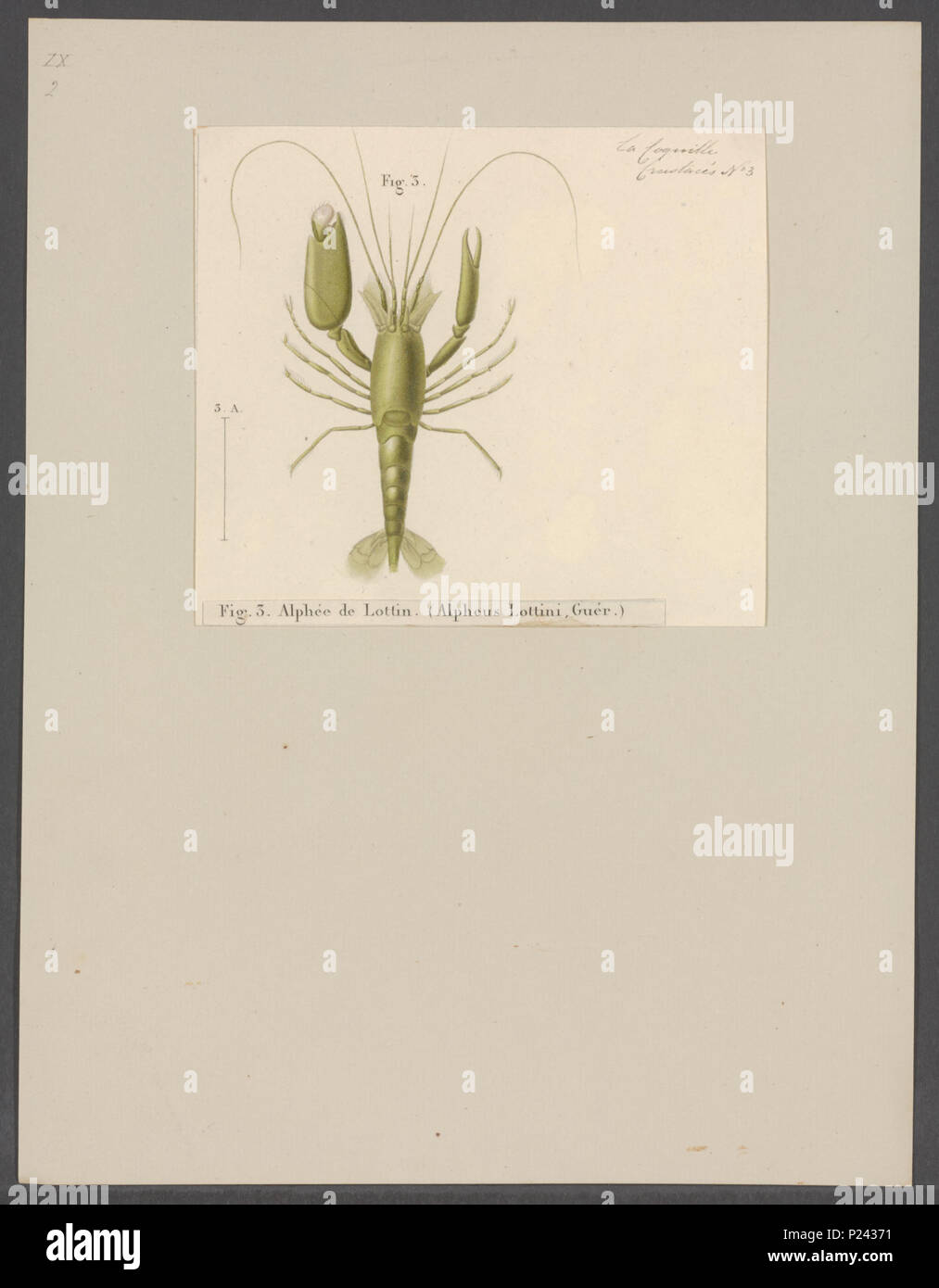. Alpheus lottini  15 Alpheus lottini - - Print - Iconographia Zoologica - Special Collections University of Amsterdam - UBAINV0274 097 06 0002 Stock Photo
