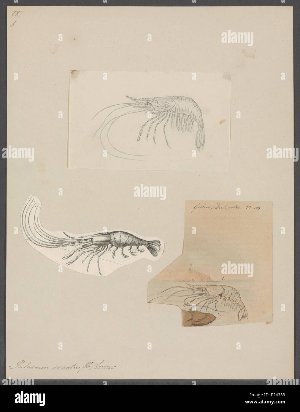 . Palaemon serratus  216 Palaemon serratus - - Print - Iconographia Zoologica - Special Collections University of Amsterdam - UBAINV0274 097 09 0002 Stock Photo