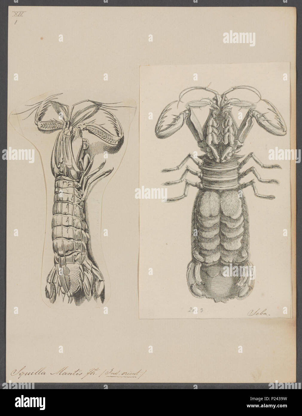 296 Squilla mantis - - Print - Iconographia Zoologica - Special Collections University of Amsterdam - UBAINV0274 097 13 0005 Stock Photo