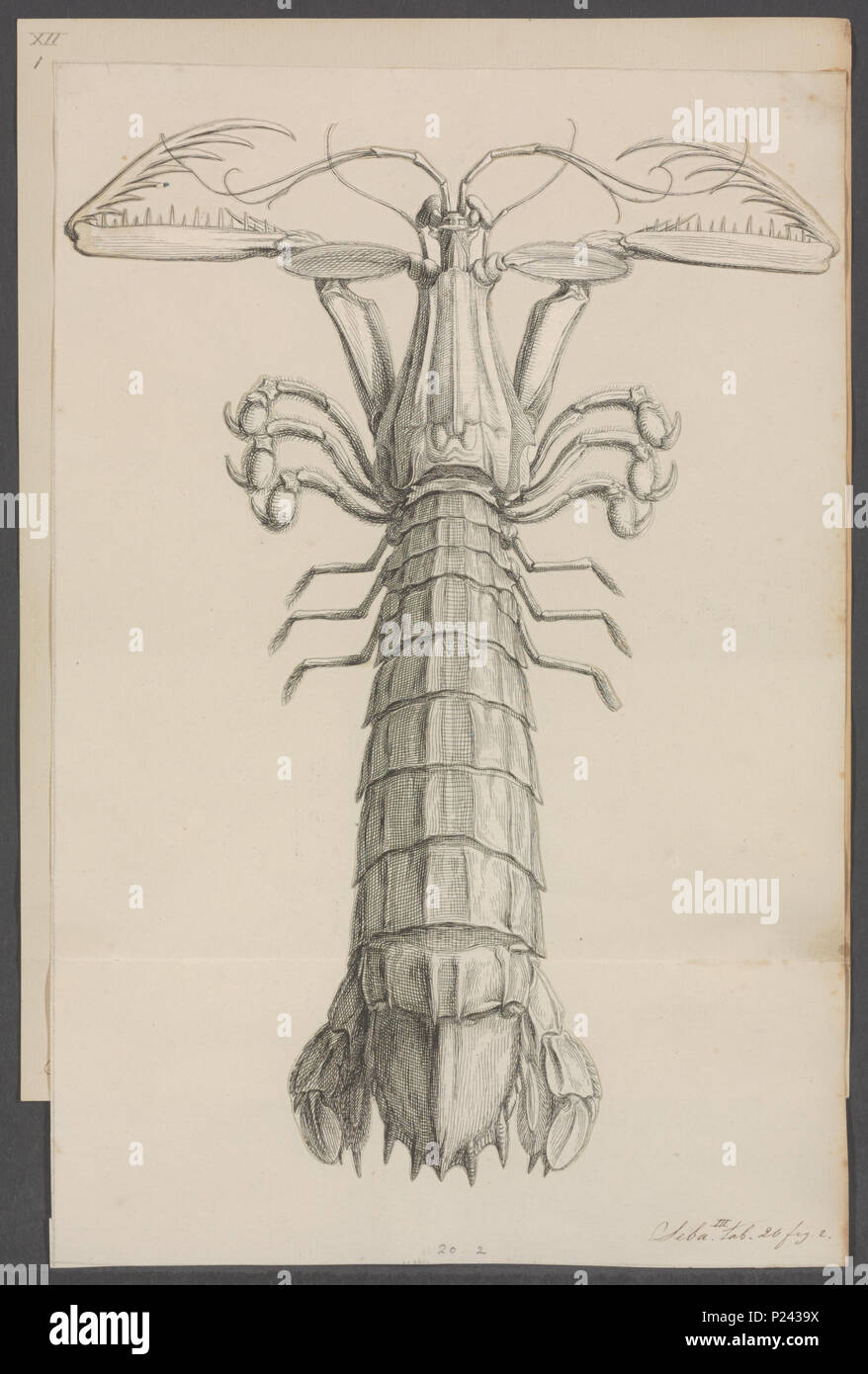 296 Squilla raphidea - - Print - Iconographia Zoologica - Special Collections University of Amsterdam - UBAINV0274 097 13 0006A Stock Photo