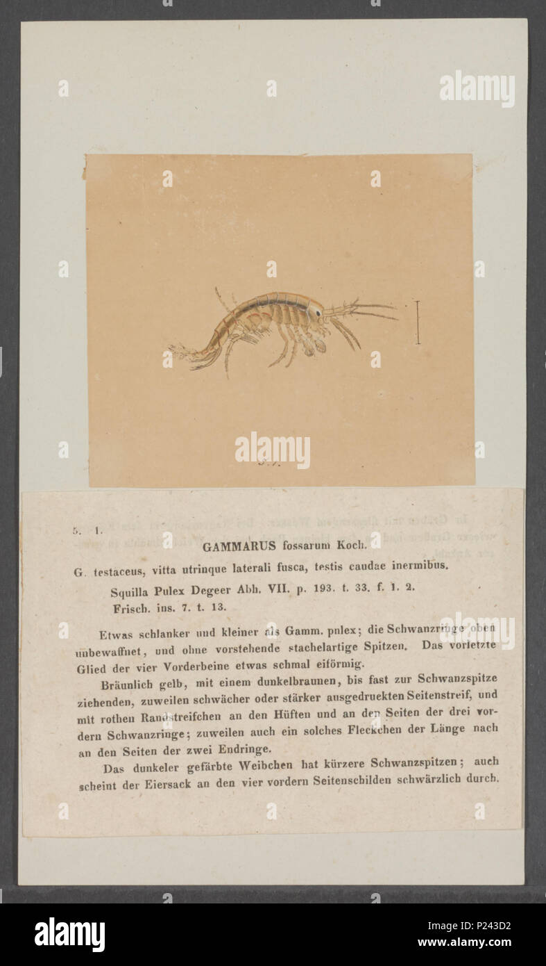 . Gammarus fossarum  132 Gammarus fossarum - - Print - Iconographia Zoologica - Special Collections University of Amsterdam - UBAINV0274 098 02 0008 Stock Photo