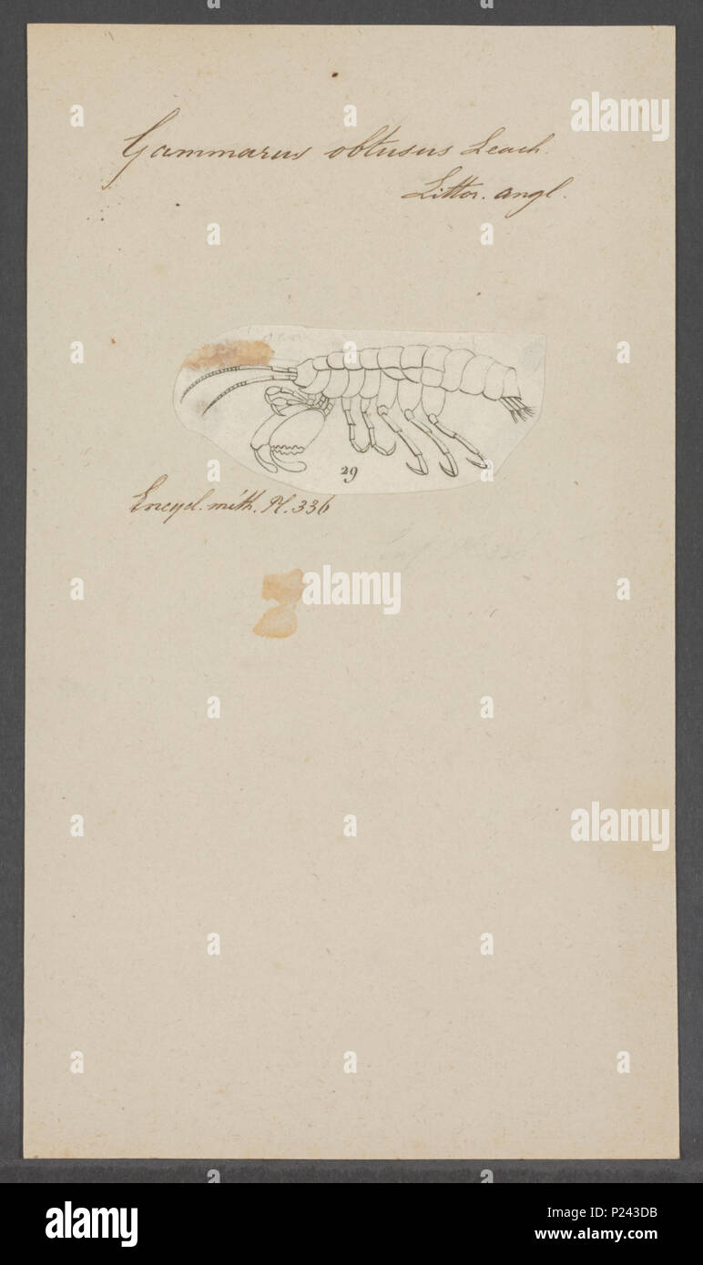 . Gammarus obtusus  132 Gammarus obtusus - - Print - Iconographia Zoologica - Special Collections University of Amsterdam - UBAINV0274 098 02 0011 Stock Photo