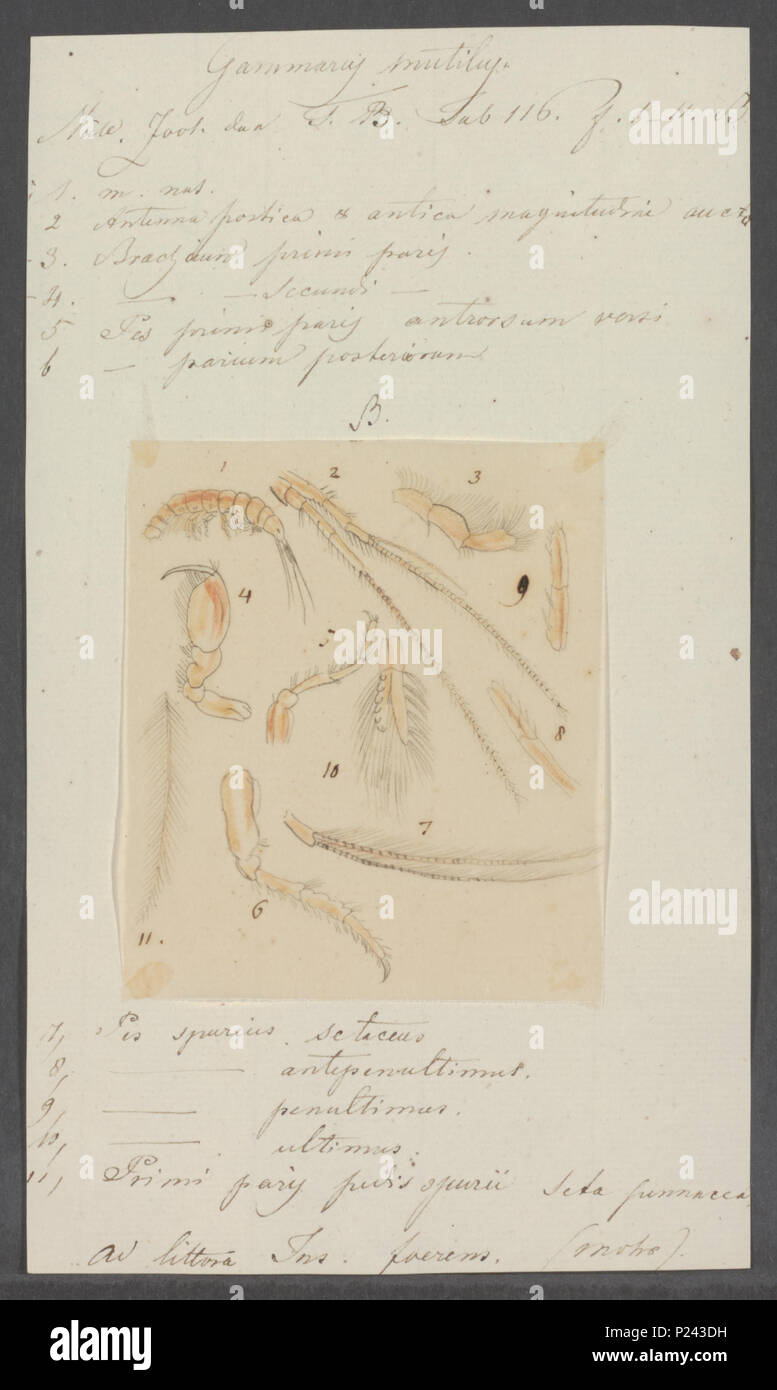 Gammarus mutilus hi-res stock photography and images - Alamy
