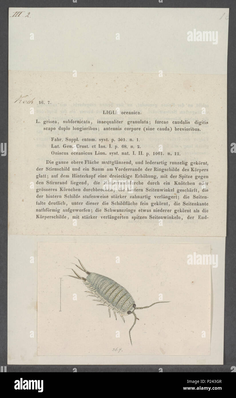 . Ligia oceanica 176 Ligia oceanica - - Print - Iconographia Zoologica ...