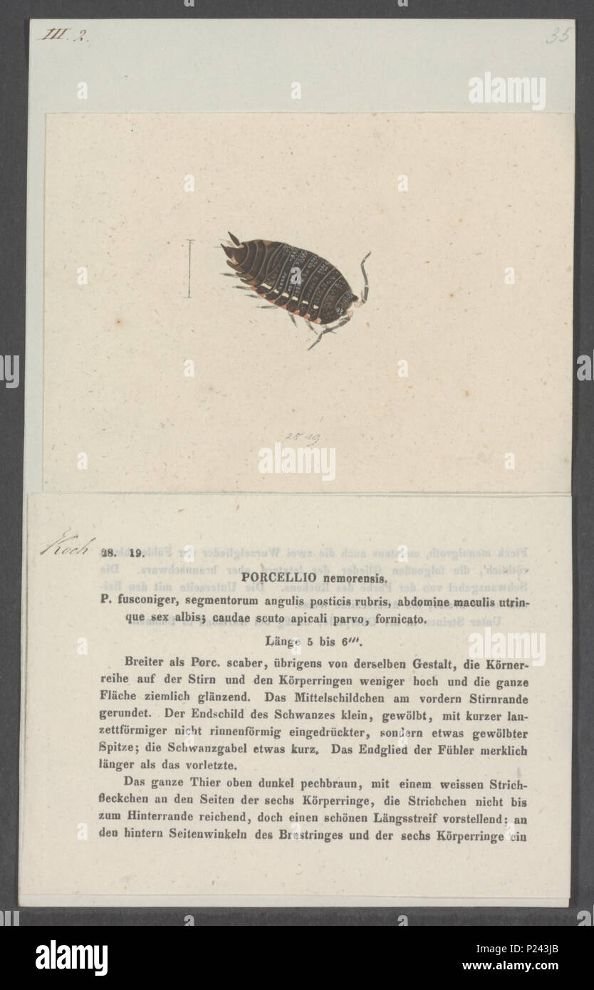 . Porcellio nemorensis  231 Porcellio nemorensis - - Print - Iconographia Zoologica - Special Collections University of Amsterdam - UBAINV0274 098 08 0026 Stock Photo