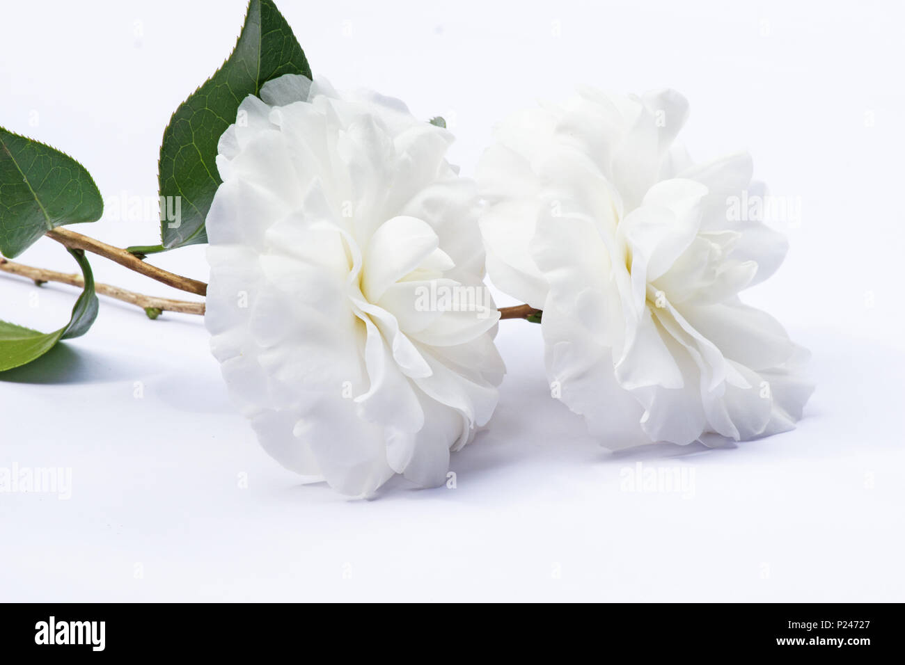 Camellia Flower On White Background Stock Photo Alamy