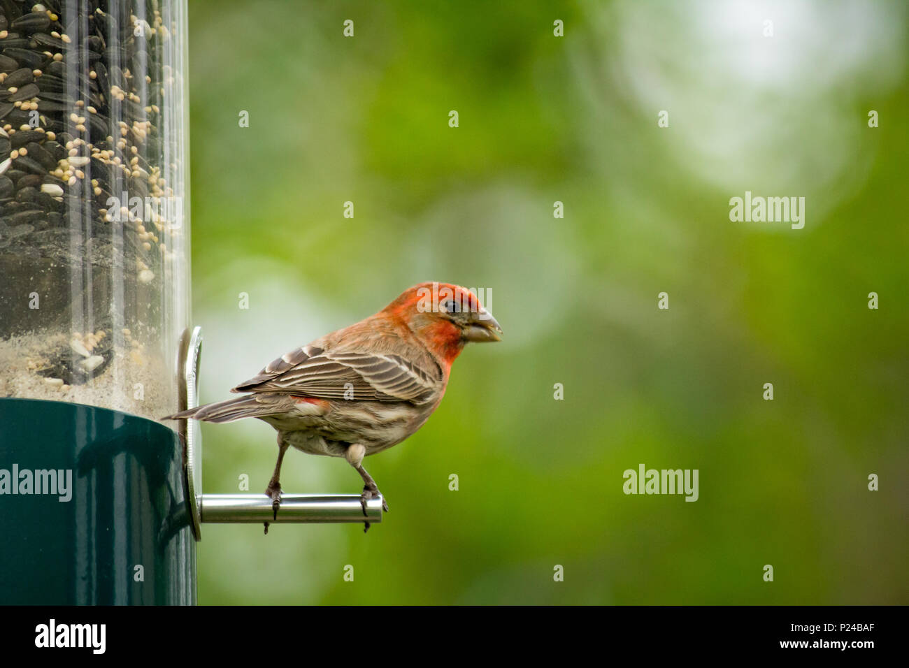 Male house finch eating hires stock photography and images Alamy