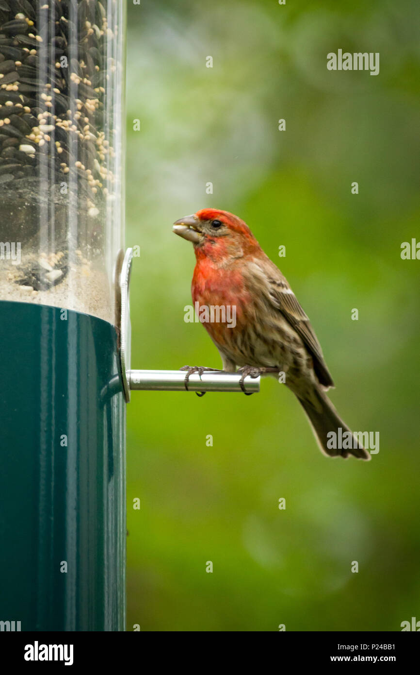 red-male-house-finch-eating-at-bird-feeder-early-spring-stock-photo-alamy