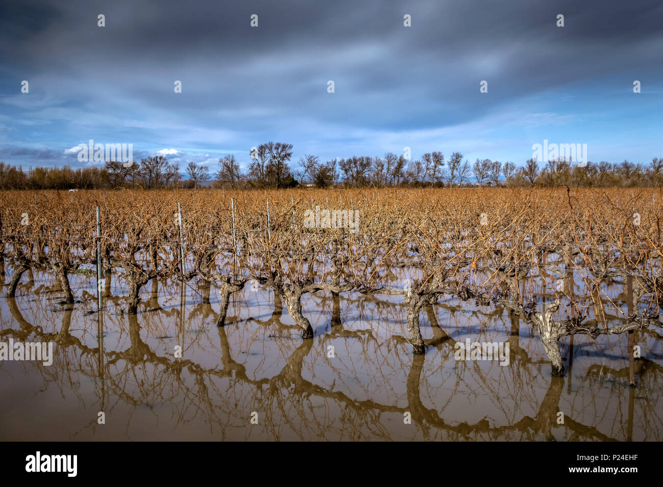 Vines under water after rainfall in winter Stock Photo