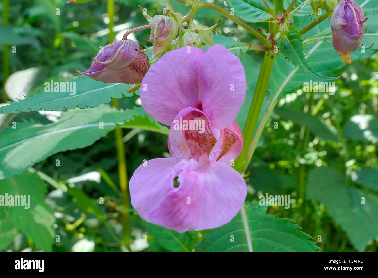 Bobby tops (Impatiens glandulifera), single blossom, Bavaria, Germany, Europe Stock Photo