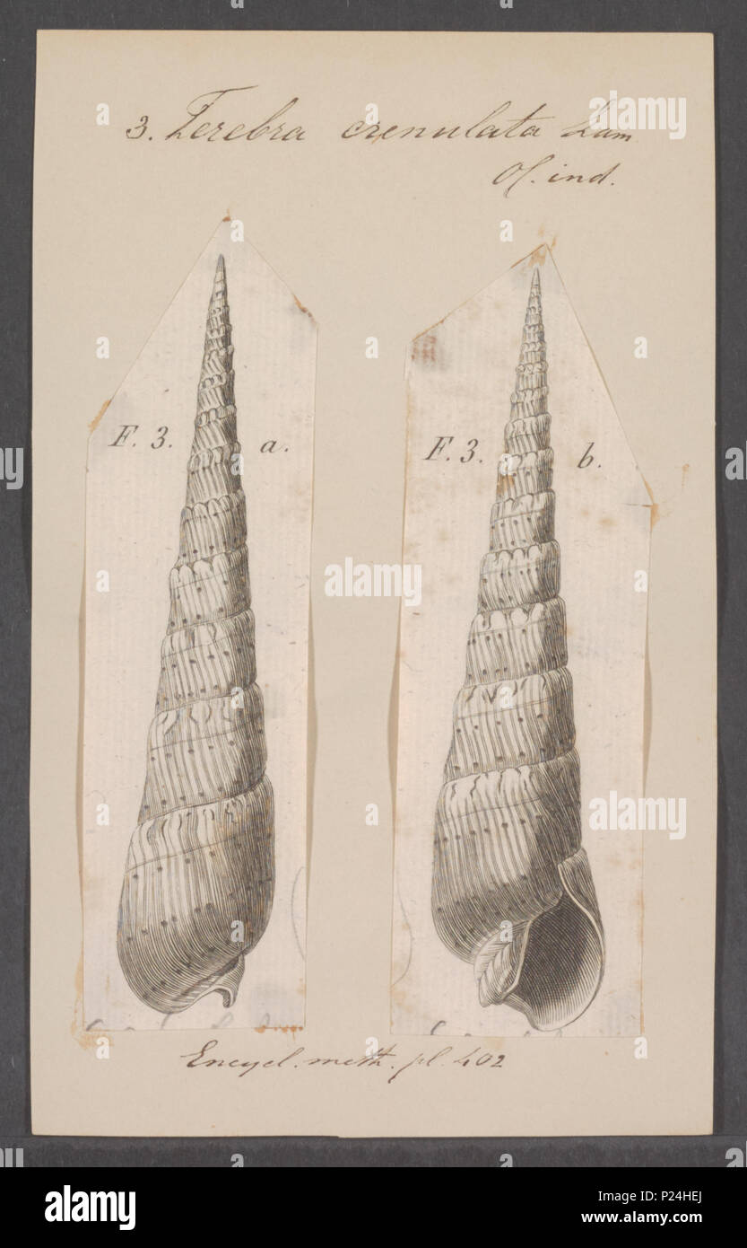. Terebra crenulata  302 Terebra crenulata - - Print - Iconographia Zoologica - Special Collections University of Amsterdam - UBAINV0274 085 09 0005 Stock Photo