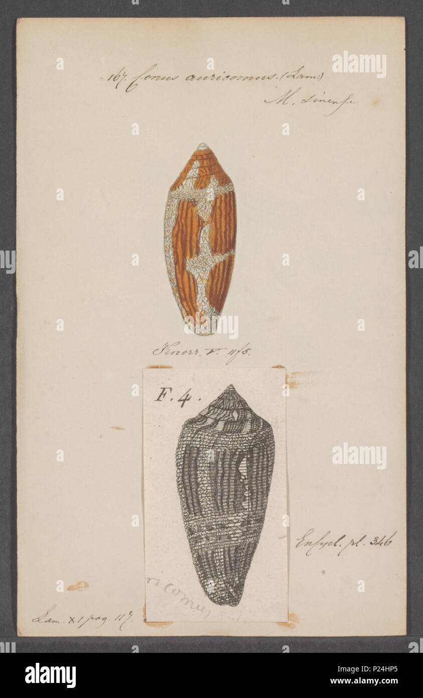 . Conus auricomus  66 Conus auricomus - - Print - Iconographia Zoologica - Special Collections University of Amsterdam - UBAINV0274 085 10 0095 Stock Photo