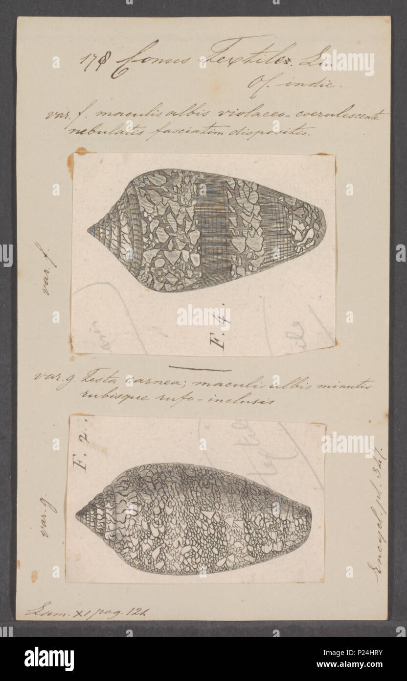 . Conus textile  68 Conus textile - - Print - Iconographia Zoologica - Special Collections University of Amsterdam - UBAINV0274 085 10 0108 Stock Photo