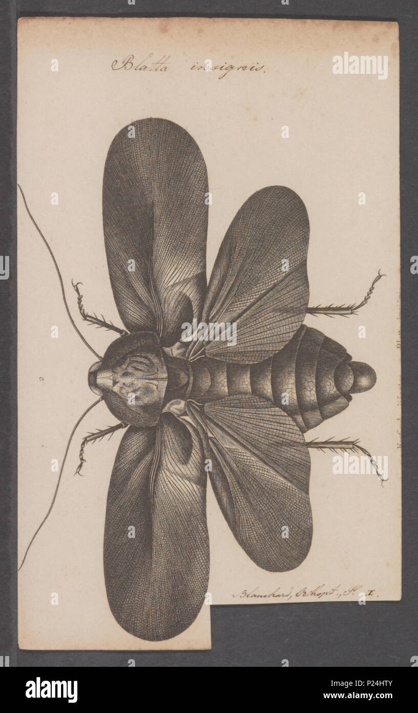 . Blatta  31 Blatta - Print - Iconographia Zoologica - Special Collections University of Amsterdam - UBAINV0274 065 02 0004 Stock Photo