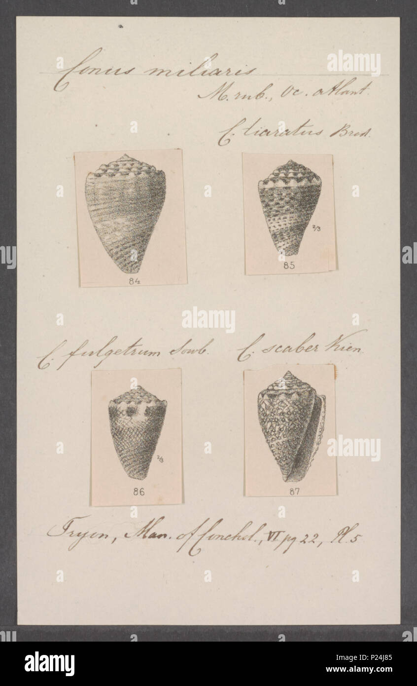 . Conus miliaris  67 Conus miliaris - - Print - Iconographia Zoologica - Special Collections University of Amsterdam - UBAINV0274 086 05 0015 Stock Photo