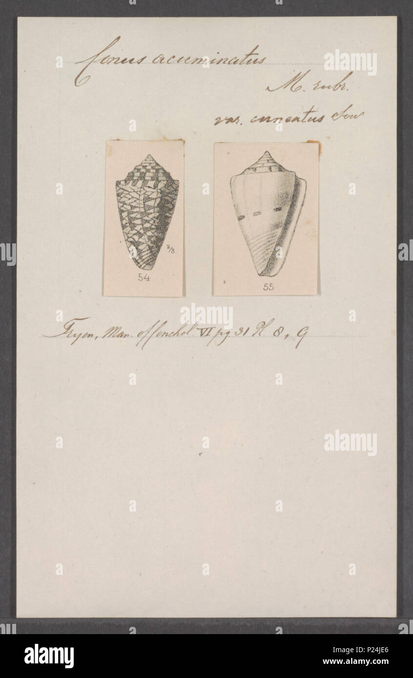 . Conus locumtenens syn. C. acuminatus  66 Conus acuminatus - - Print - Iconographia Zoologica - Special Collections University of Amsterdam - UBAINV0274 086 07 0022 Stock Photo