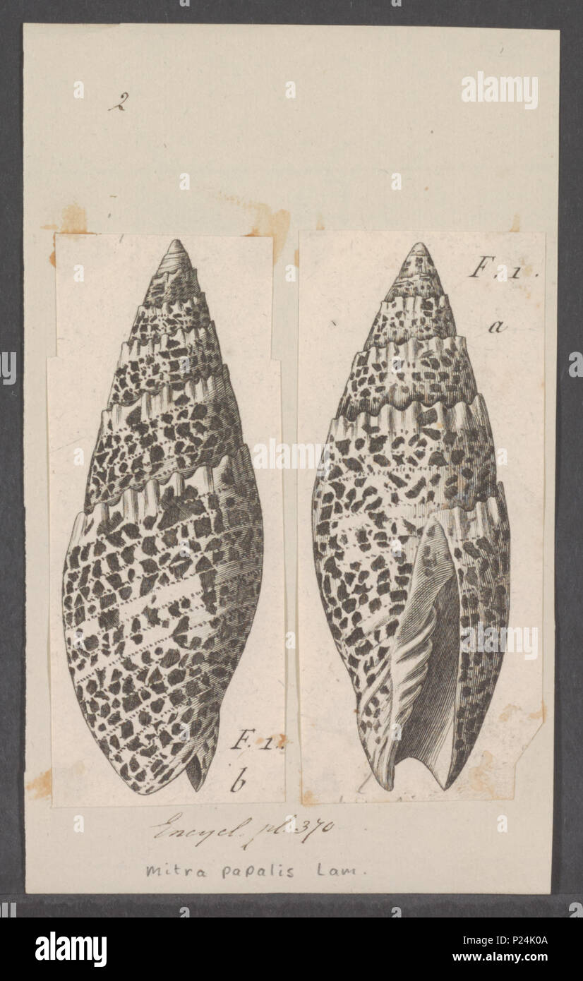 . Mitra papalis  194 Mitra papalis - - Print - Iconographia Zoologica - Special Collections University of Amsterdam - UBAINV0274 087 06 0007 Stock Photo