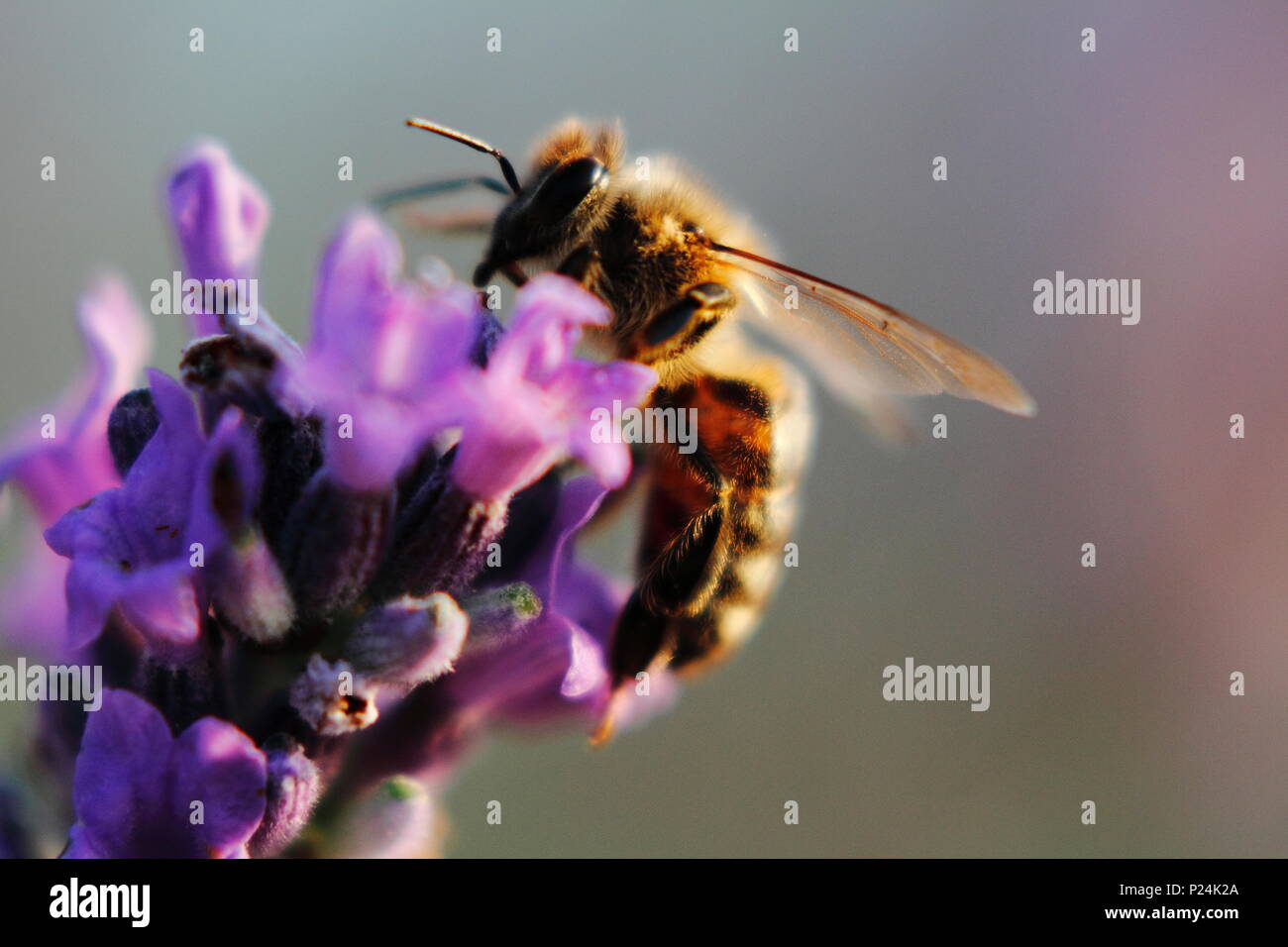 European honey bee on lavender, westliche Honigbiene auf Lavendelblüte, apis mellifera Stock Photo