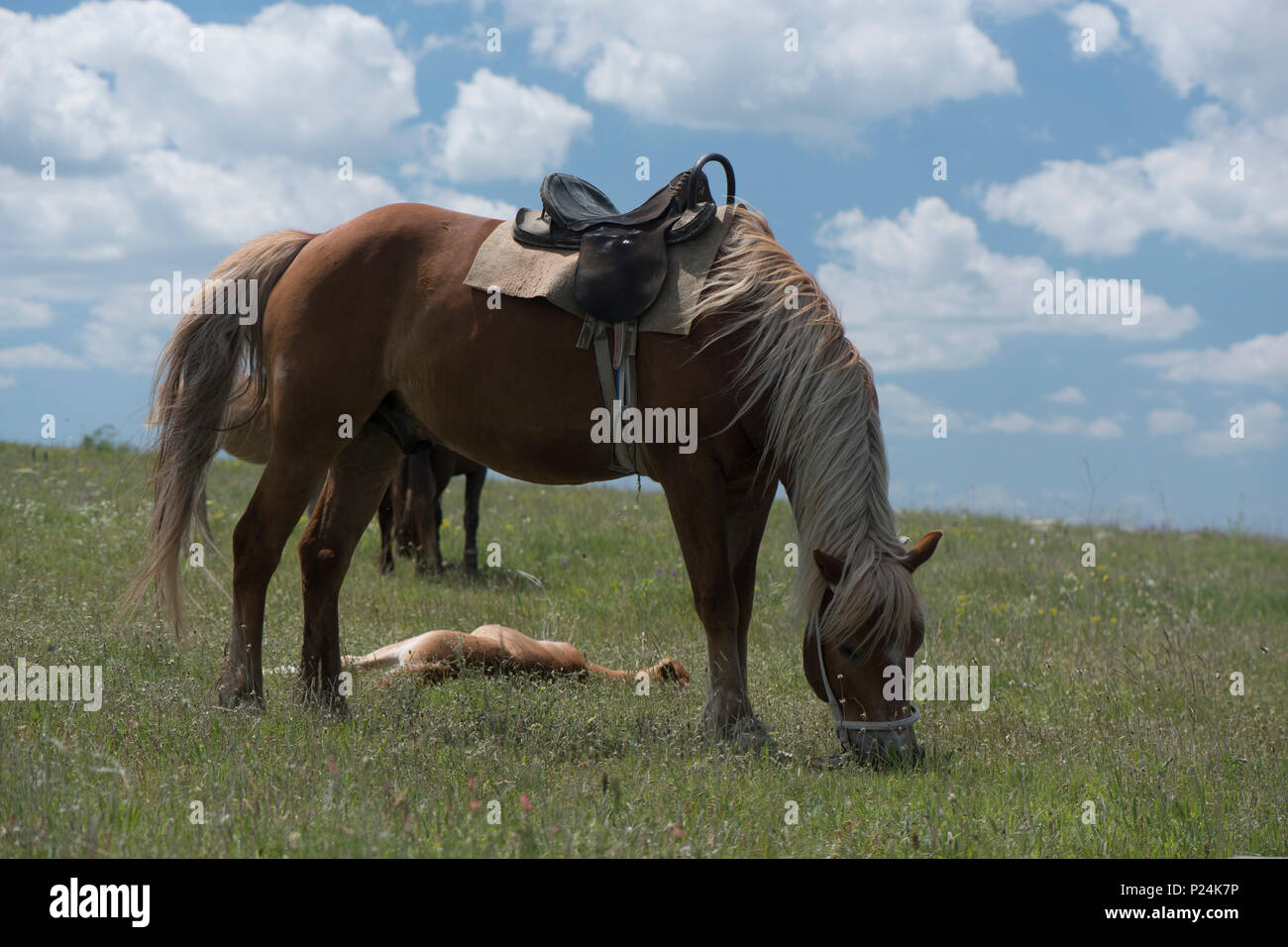 the bay horse with a foal who is grazed on a meadow Stock Photo