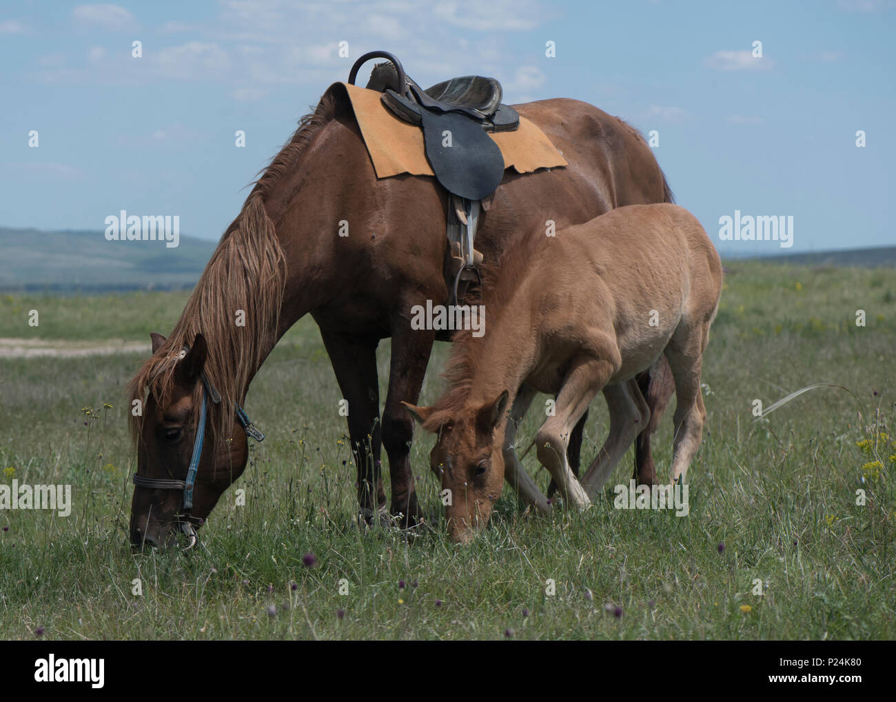the bay horse with a foal who is grazed on a meadow Stock Photo