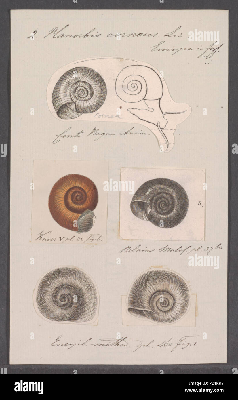 . Planorbis corneus  226 Planorbis corneus - - Print - Iconographia Zoologica - Special Collections University of Amsterdam - UBAINV0274 088 06 0004 Stock Photo