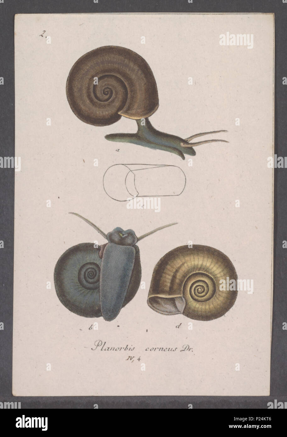 . Planorbis corneus  226 Planorbis corneus - - Print - Iconographia Zoologica - Special Collections University of Amsterdam - UBAINV0274 088 06 0005 Stock Photo