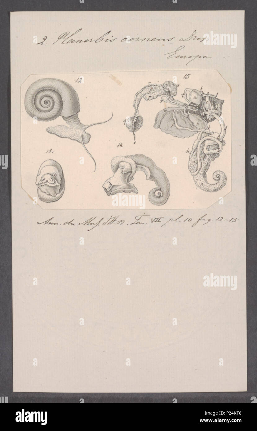 . Planorbis corneus  226 Planorbis corneus - - Print - Iconographia Zoologica - Special Collections University of Amsterdam - UBAINV0274 088 06 0006 Stock Photo