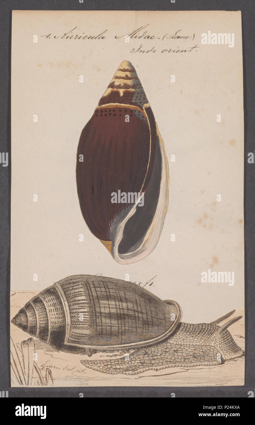 Ellobium aurismidae hi-res stock photography and images - Alamy