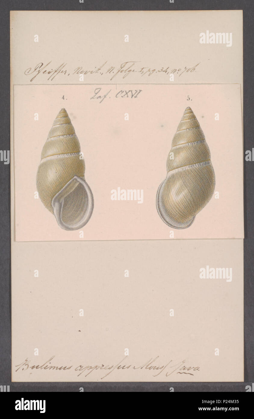 Scientific species identification hi-res stock photography and images ...
