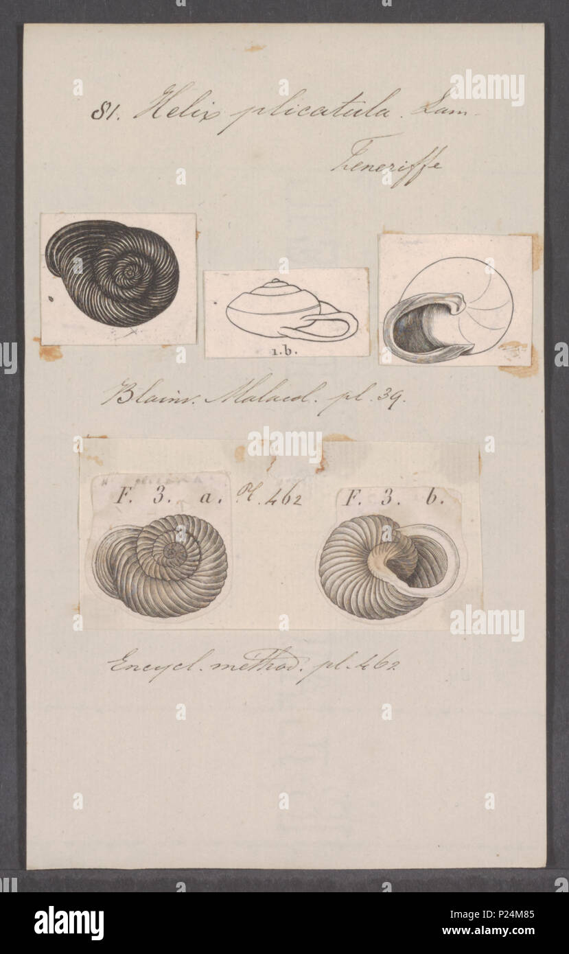 . Helix plicatula  145 Helix plicatula - - Print - Iconographia Zoologica - Special Collections University of Amsterdam - UBAINV0274 089 01 0033 Stock Photo