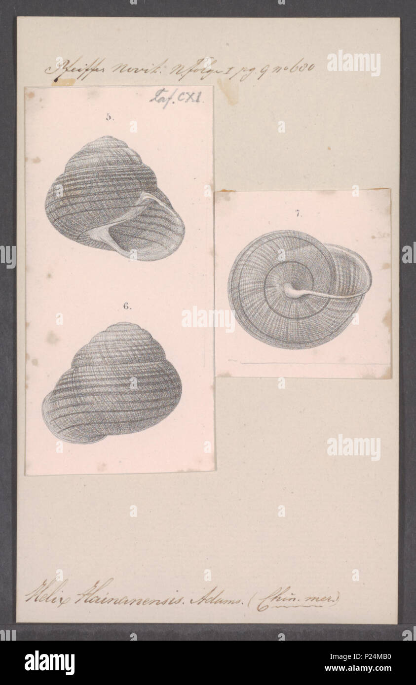 . Helix hainanensis  145 Helix hainanensis - - Print - Iconographia Zoologica - Special Collections University of Amsterdam - UBAINV0274 089 01 0083 Stock Photo