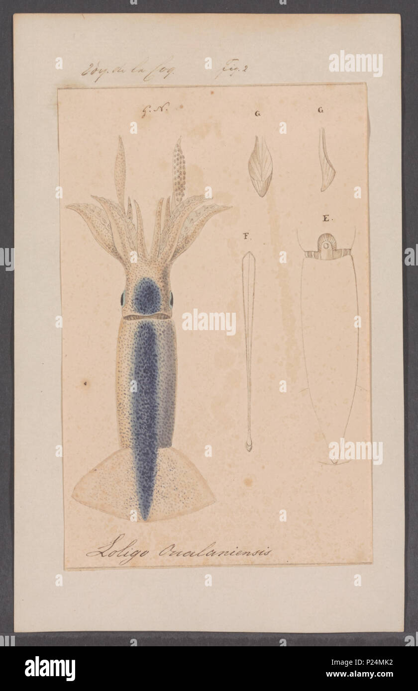 Loligo oualaniensis hi-res stock photography and images - Alamy