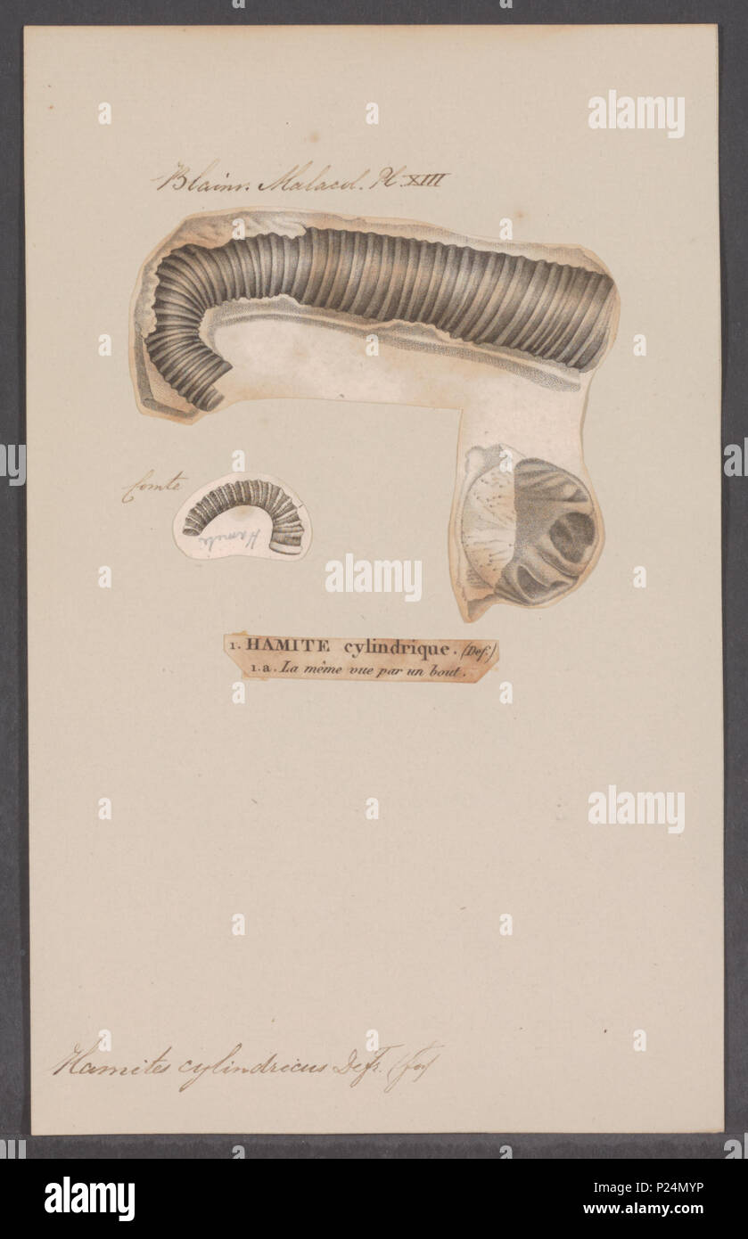 . Hamites cylindricus  144 Hamites cylindricus - - Print - Iconographia Zoologica - Special Collections University of Amsterdam - UBAINV0274 091 02 0005 Stock Photo