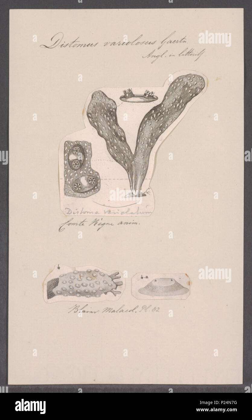 . Distomus variolosus  83 Distomus variolosus - - Print - Iconographia Zoologica - Special Collections University of Amsterdam - UBAINV0274 092 04 0003 Stock Photo