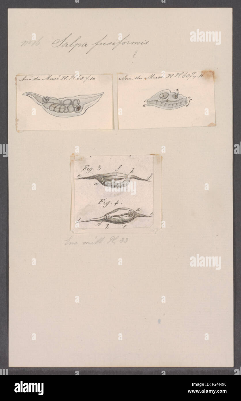 . Salpa fusiformis  280 Salpa fusiformis - - Print - Iconographia Zoologica - Special Collections University of Amsterdam - UBAINV0274 092 08 0027 Stock Photo