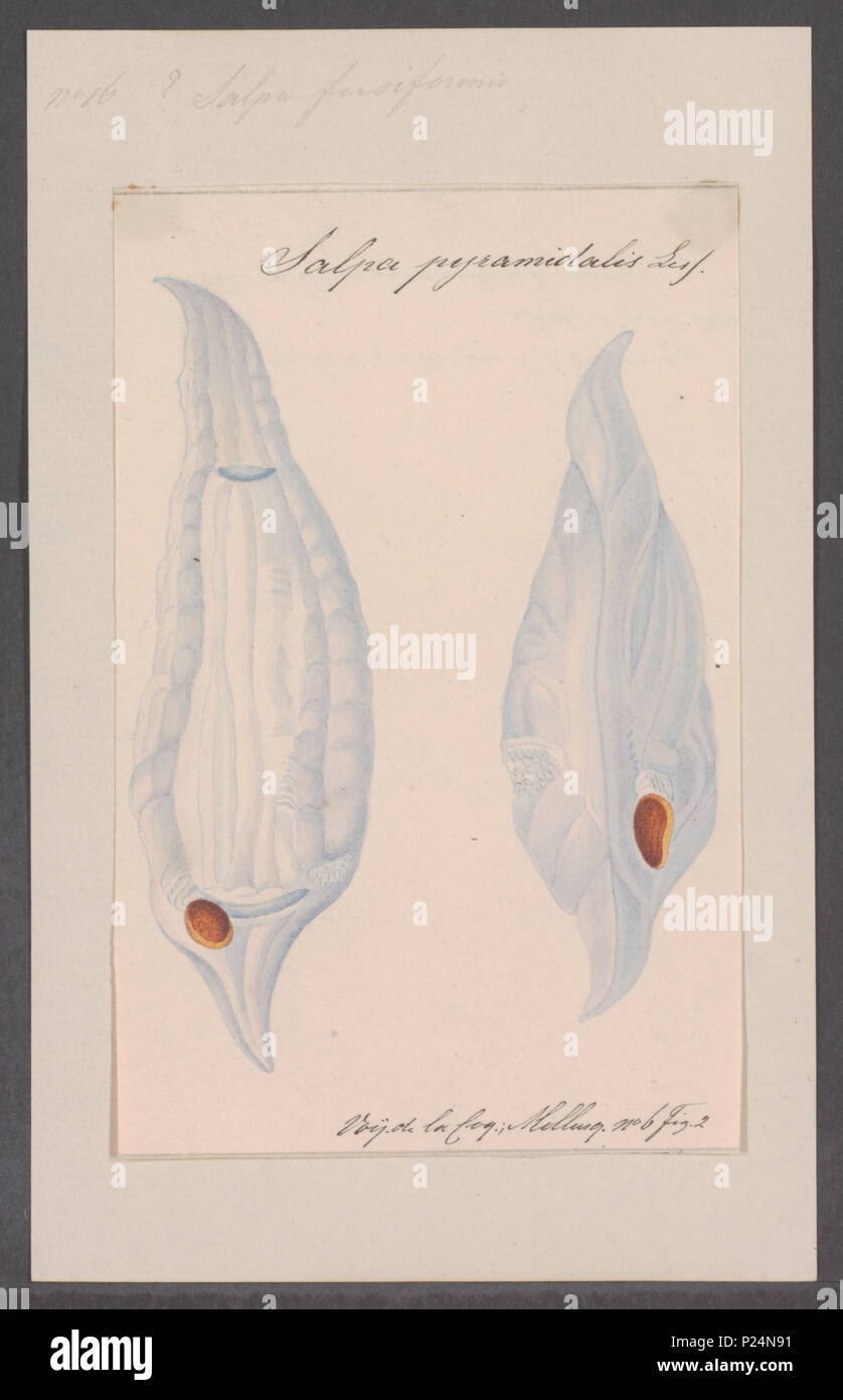 . Salpa fusiformis  280 Salpa fusiformis - - Print - Iconographia Zoologica - Special Collections University of Amsterdam - UBAINV0274 092 08 0028 Stock Photo