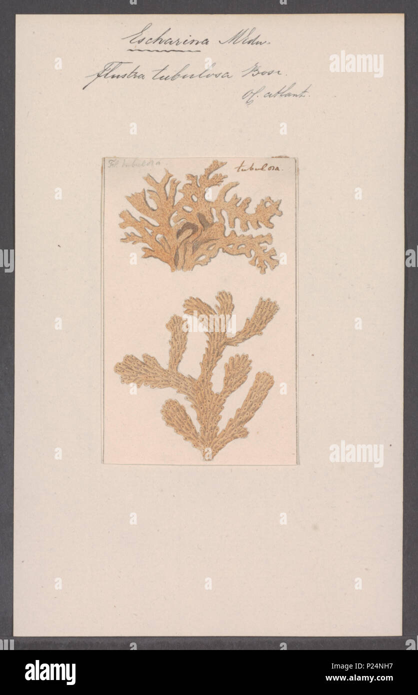 . Flustra tubulosa 125 Flustra tubulosa - - Print - Iconographia ...