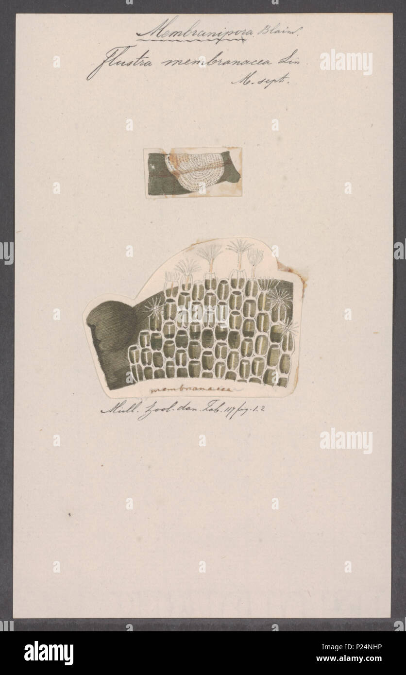 Marine colony structure depiction hi-res stock photography and images ...