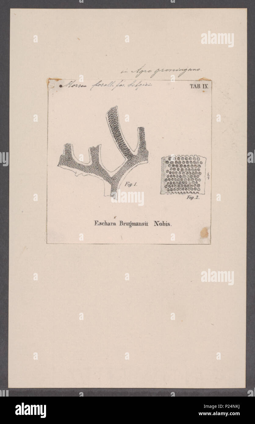 Botanical and zoological drawings hi-res stock photography and images ...
