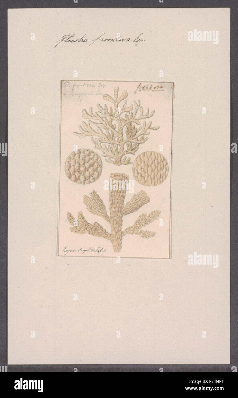 Bryozoan illustration hi-res stock photography and images - Alamy