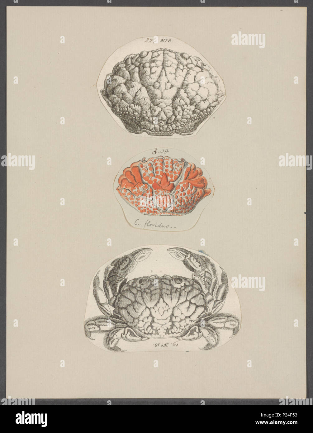 . Atergatis floridus syn. Cancer floridus  48 Cancer floridus - - Print - Iconographia Zoologica - Special Collections University of Amsterdam - UBAINV0274 094 14 0039 Stock Photo