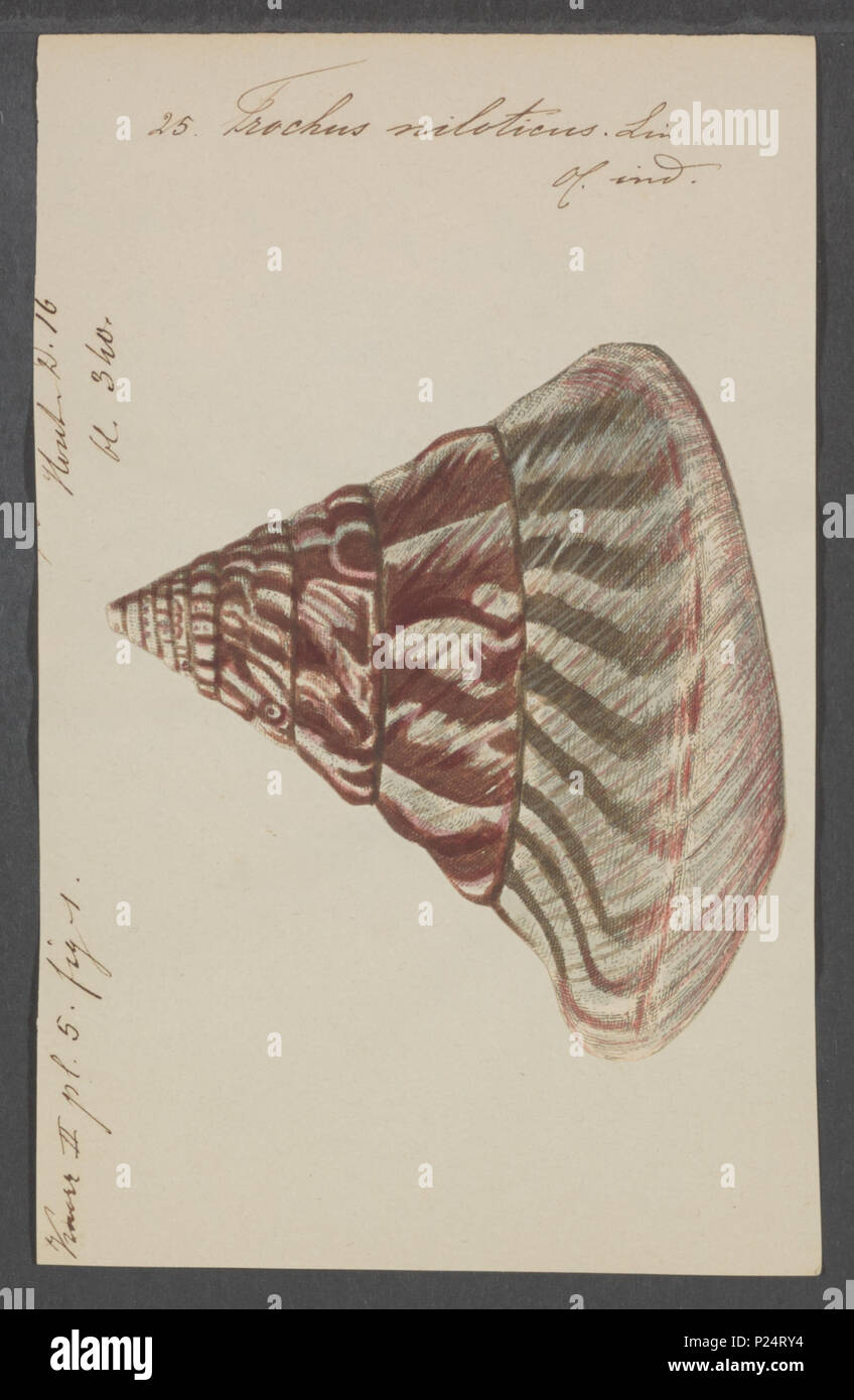 . Trochus niloticus  311 Trochus niloticus - - Print - Iconographia Zoologica - Special Collections University of Amsterdam - UBAINV0274 082 18 0009 Stock Photo