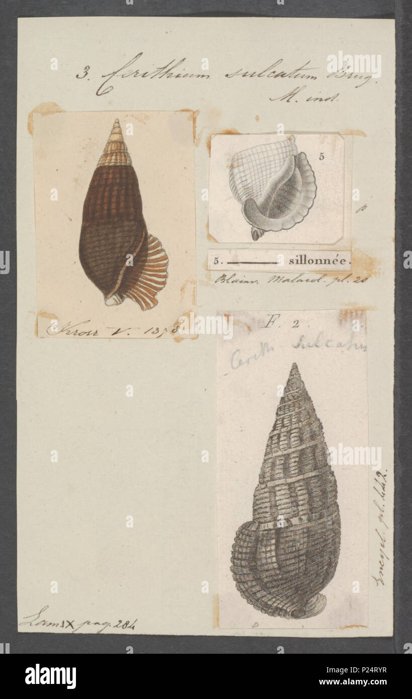 . Cerithium sulcatum  56 Cerithium sulcatum - - Print - Iconographia Zoologica - Special Collections University of Amsterdam - UBAINV0274 083 05 0004 Stock Photo