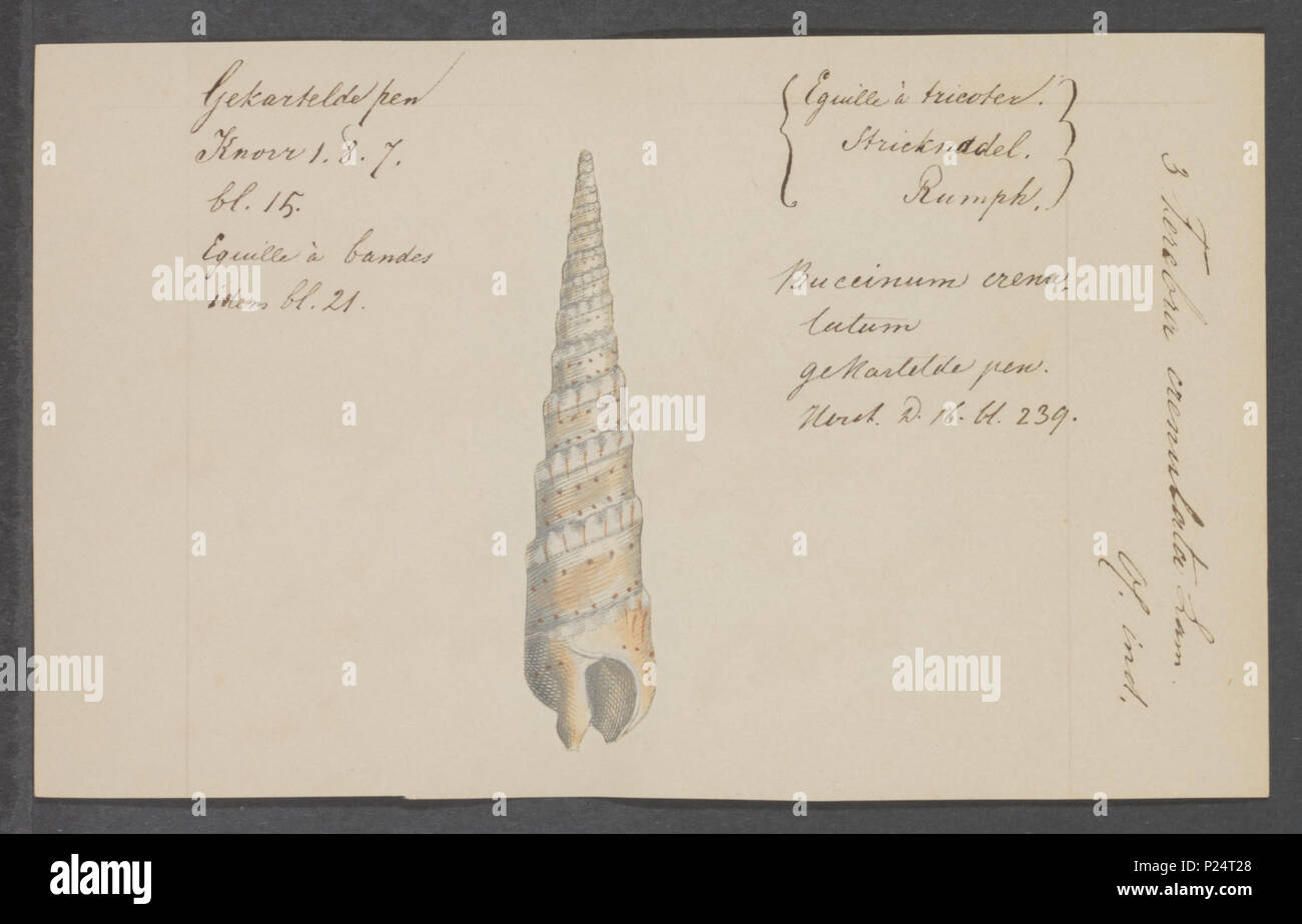 . Terebra crenulata  302 Terebra crenulata - - Print - Iconographia Zoologica - Special Collections University of Amsterdam - UBAINV0274 085 09 0004 Stock Photo