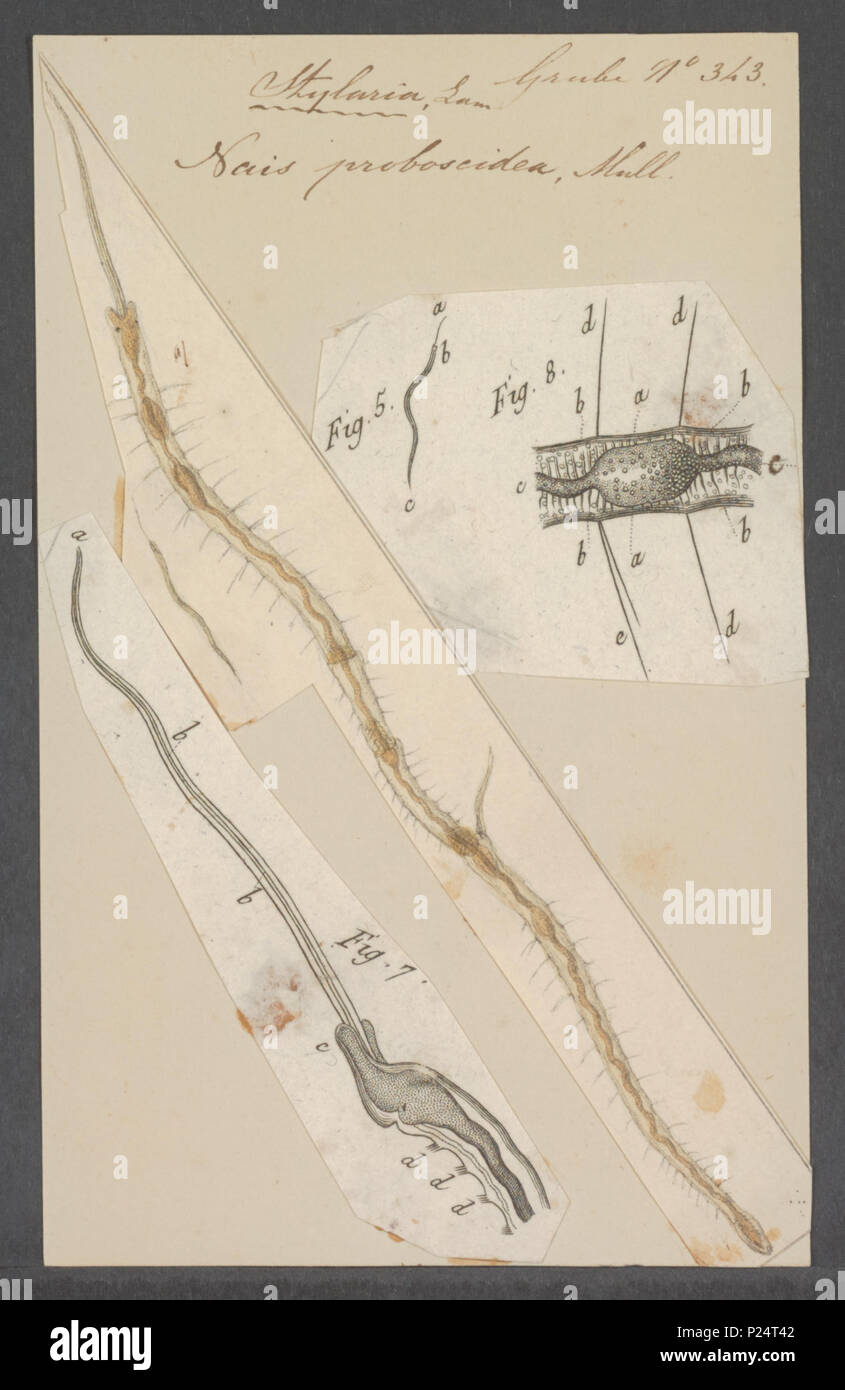 . Nais proboscidea  199 Nais proboscidea - - Print - Iconographia Zoologica - Special Collections University of Amsterdam - UBAINV0274 103 06 0011 Stock Photo