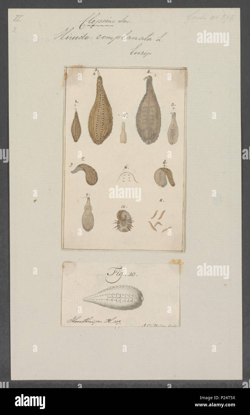 . Hirudo complanata  149 Hirudo complanata - - Print - Iconographia Zoologica - Special Collections University of Amsterdam - UBAINV0274 103 08 0008 Stock Photo