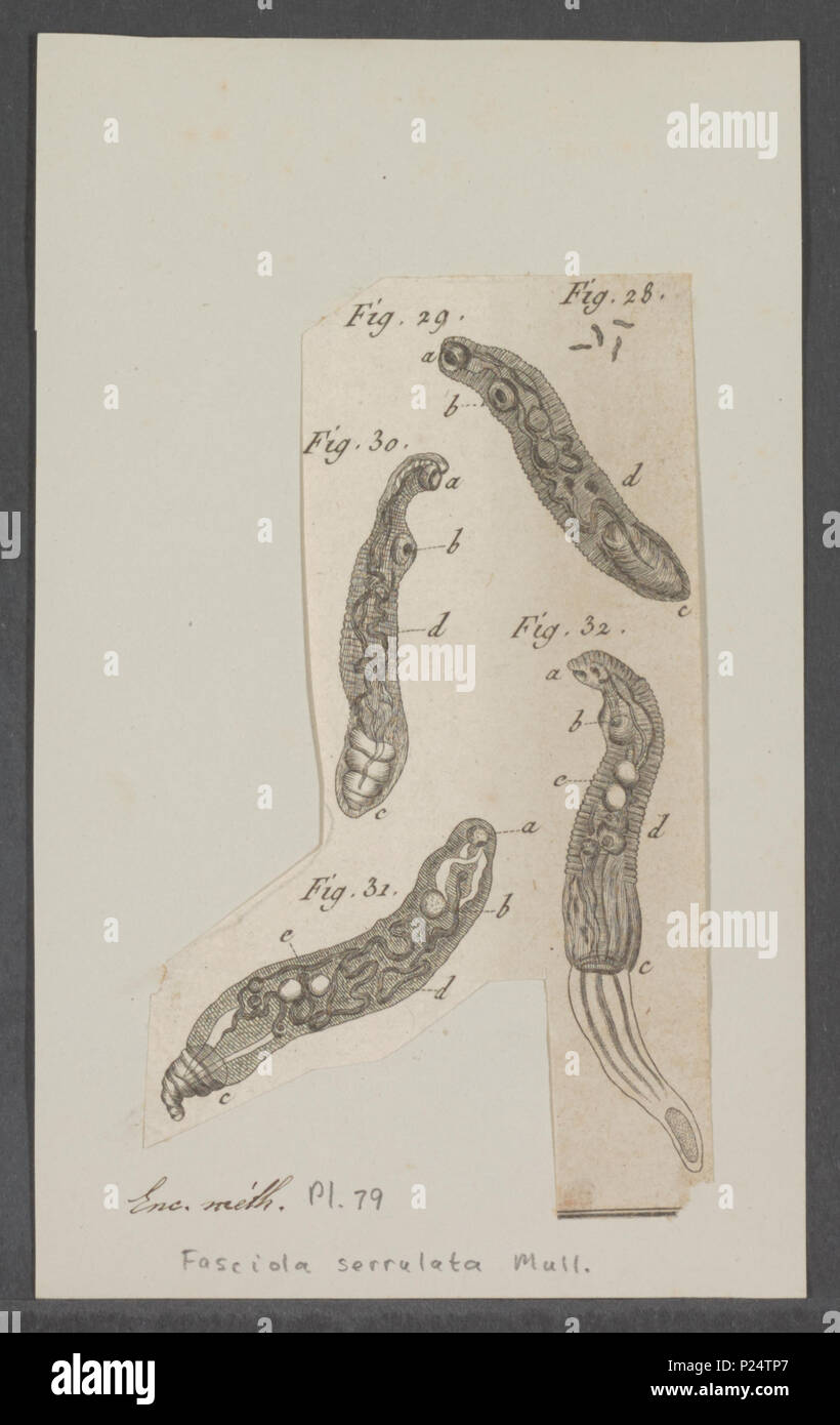. Fasciola serrulata  123 Fasciola serrulata - - Print - Iconographia Zoologica - Special Collections University of Amsterdam - UBAINV0274 105 13 0021 Stock Photo