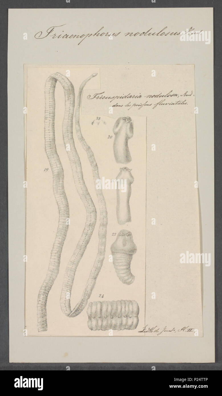 . Triaenophorus nodulosus  307 Triaenophorus nodulosus - - Print - Iconographia Zoologica - Special Collections University of Amsterdam - UBAINV0274 105 18 0007 Stock Photo