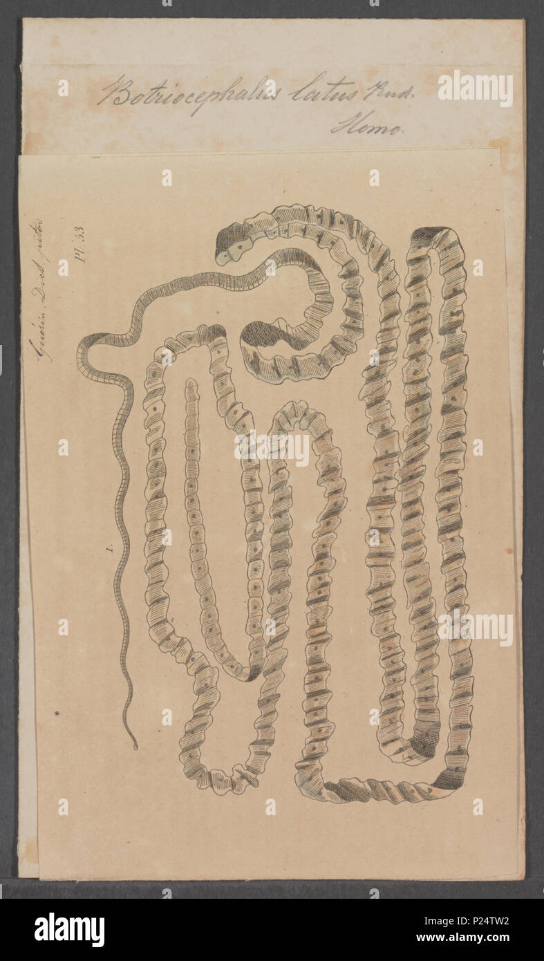 . Bothriocephalus latus  37 Bothriocephalus latus - - Print - Iconographia Zoologica - Special Collections University of Amsterdam - UBAINV0274 105 18 0011 Stock Photo